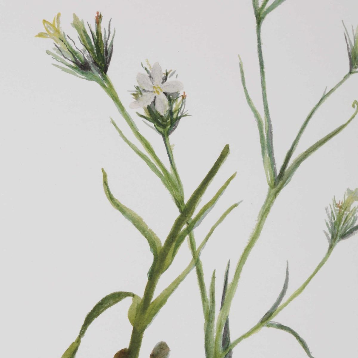 Botanical Flowers Framed Prints, Set of 9