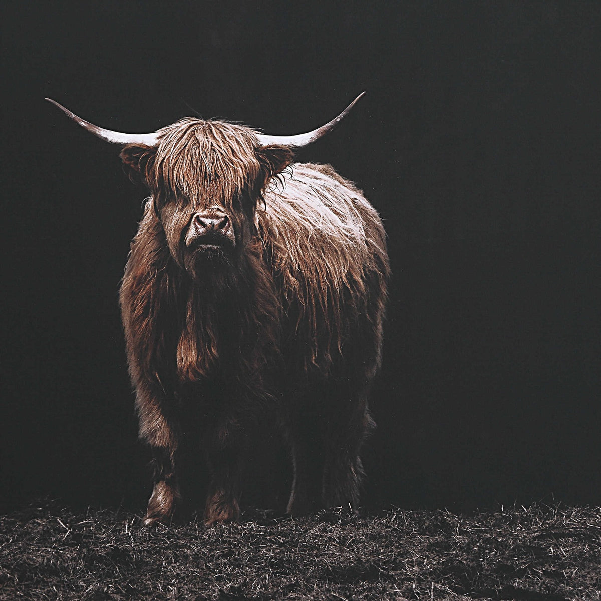King of the Hill Highland Cow Photography Print
