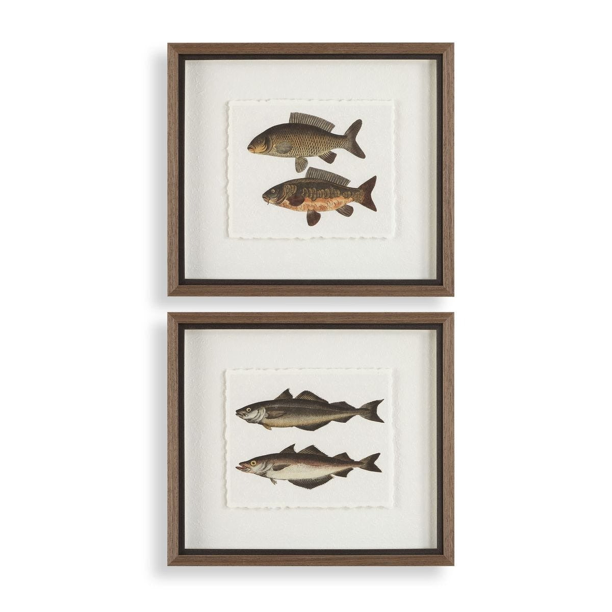 The Catch Framed Fish Prints – Set of 2