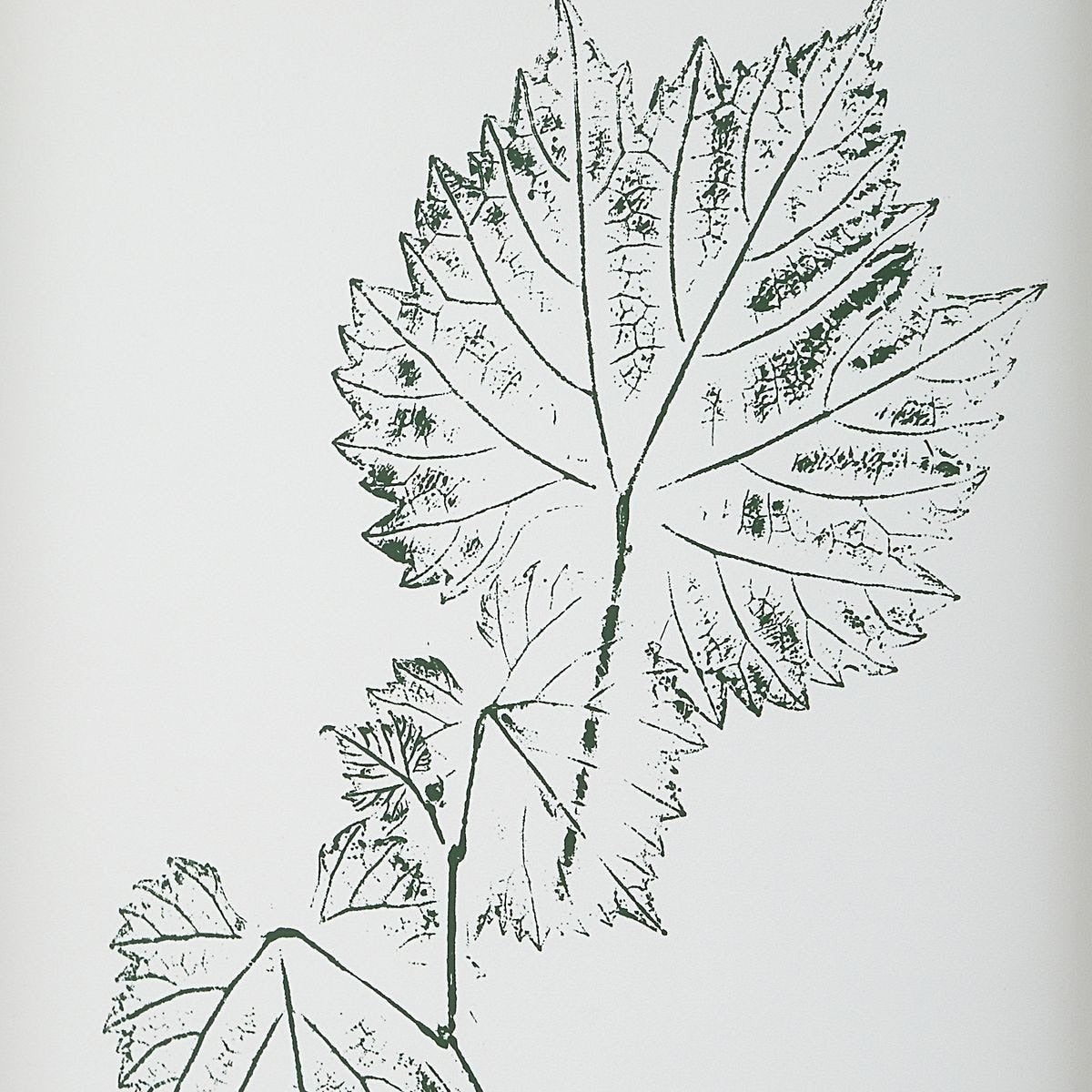 Nature's Script Framed Botanical Prints – Set of 9
