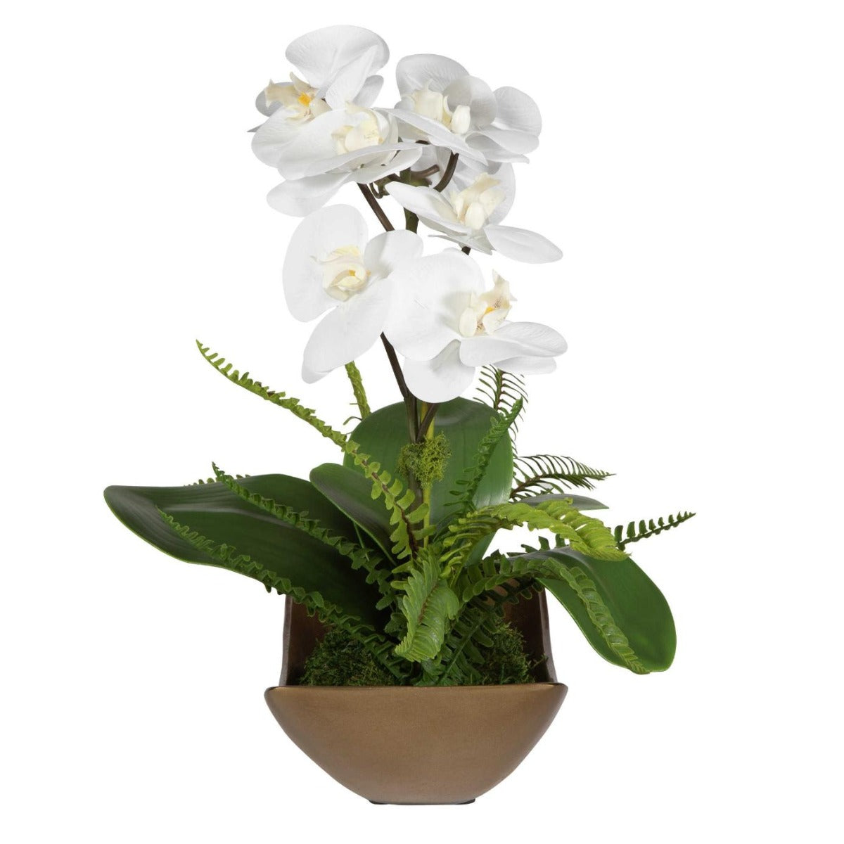 Transcend Orchid