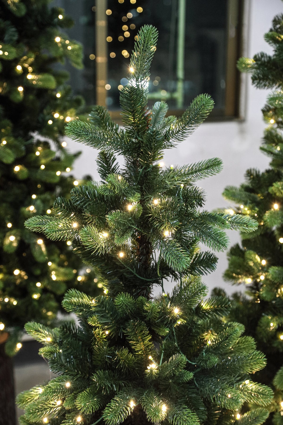 Shawa green pre-lit Christmas tree, extra extra large