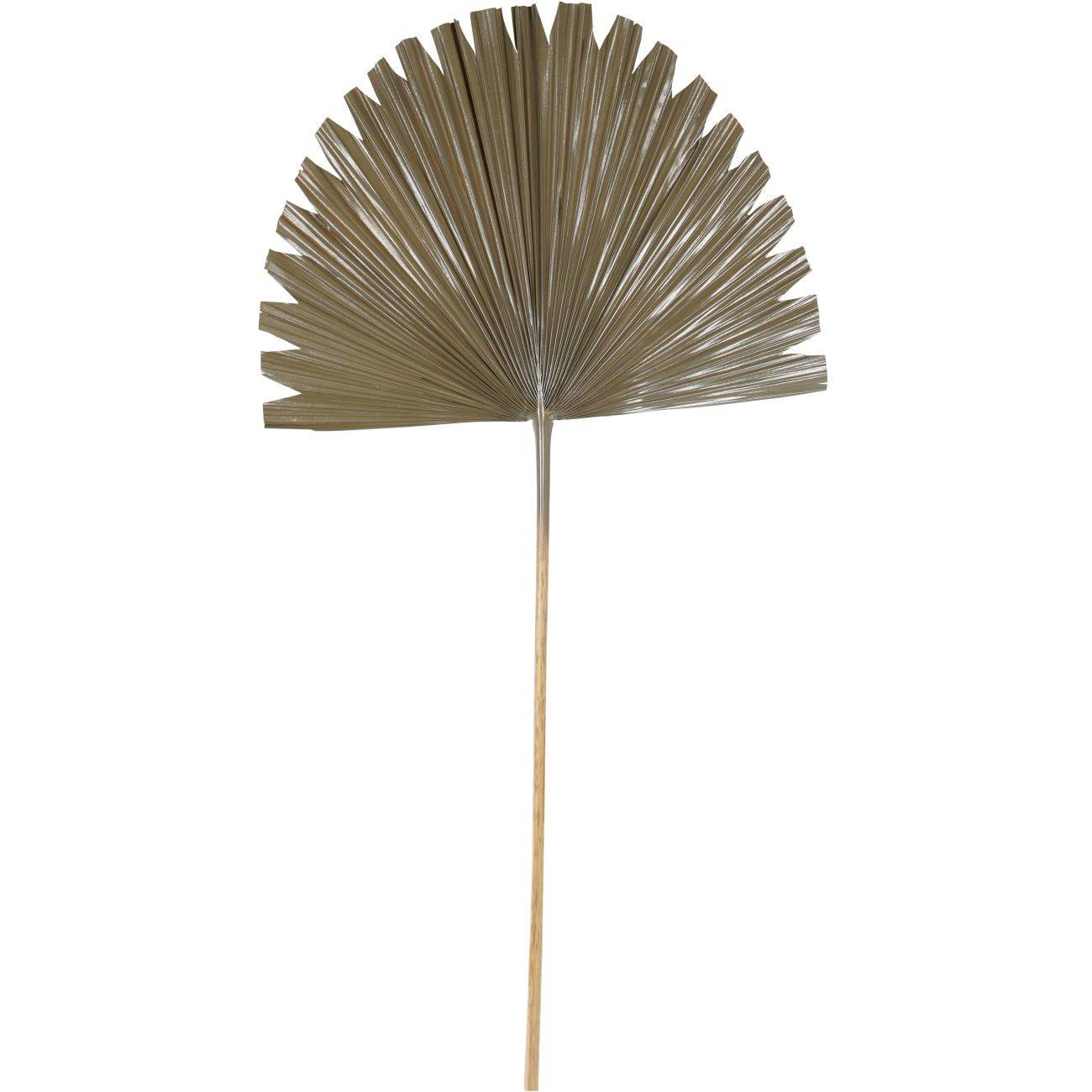 Wide Fan Palm Leaf Brown
