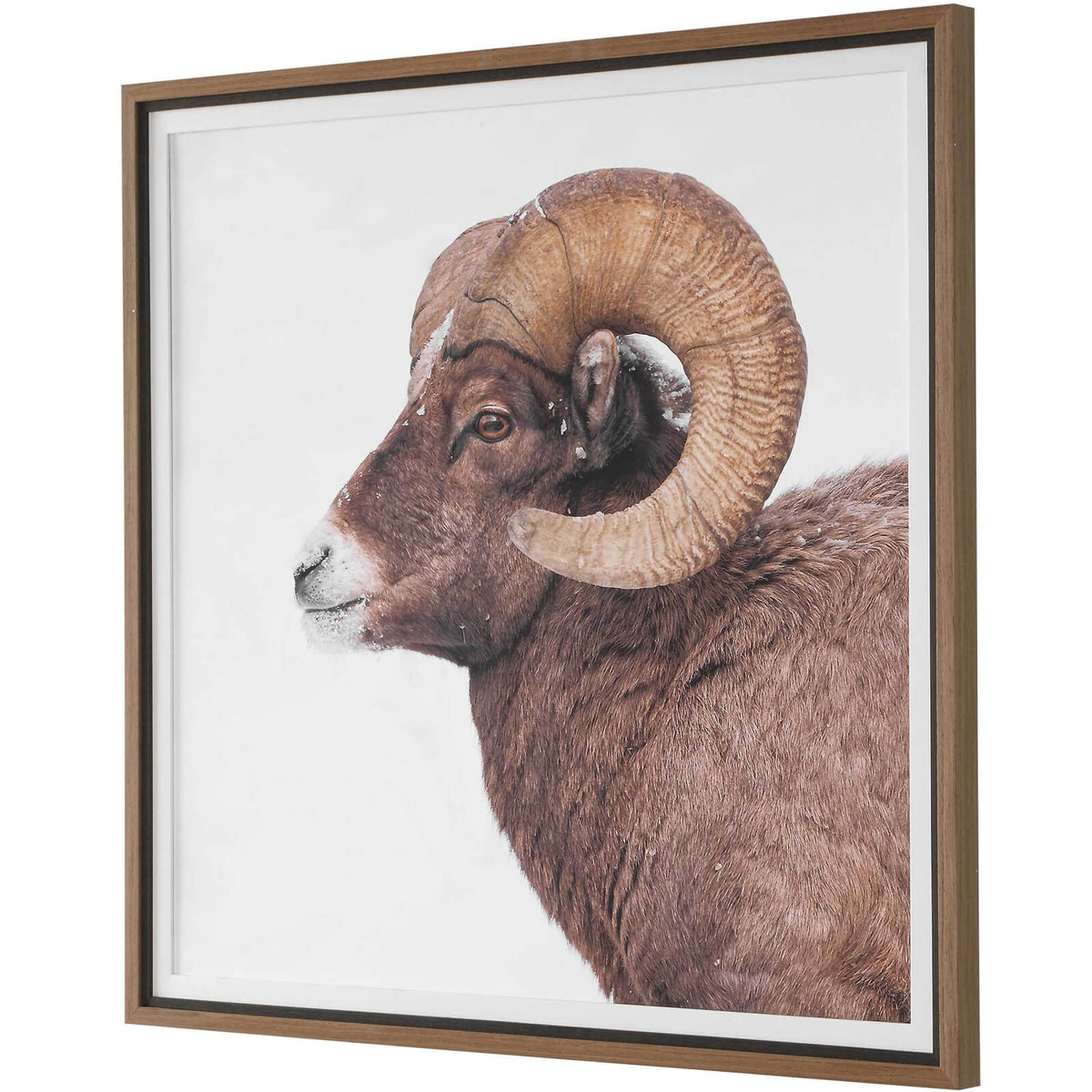 Big Horn Sheep Framed Print
