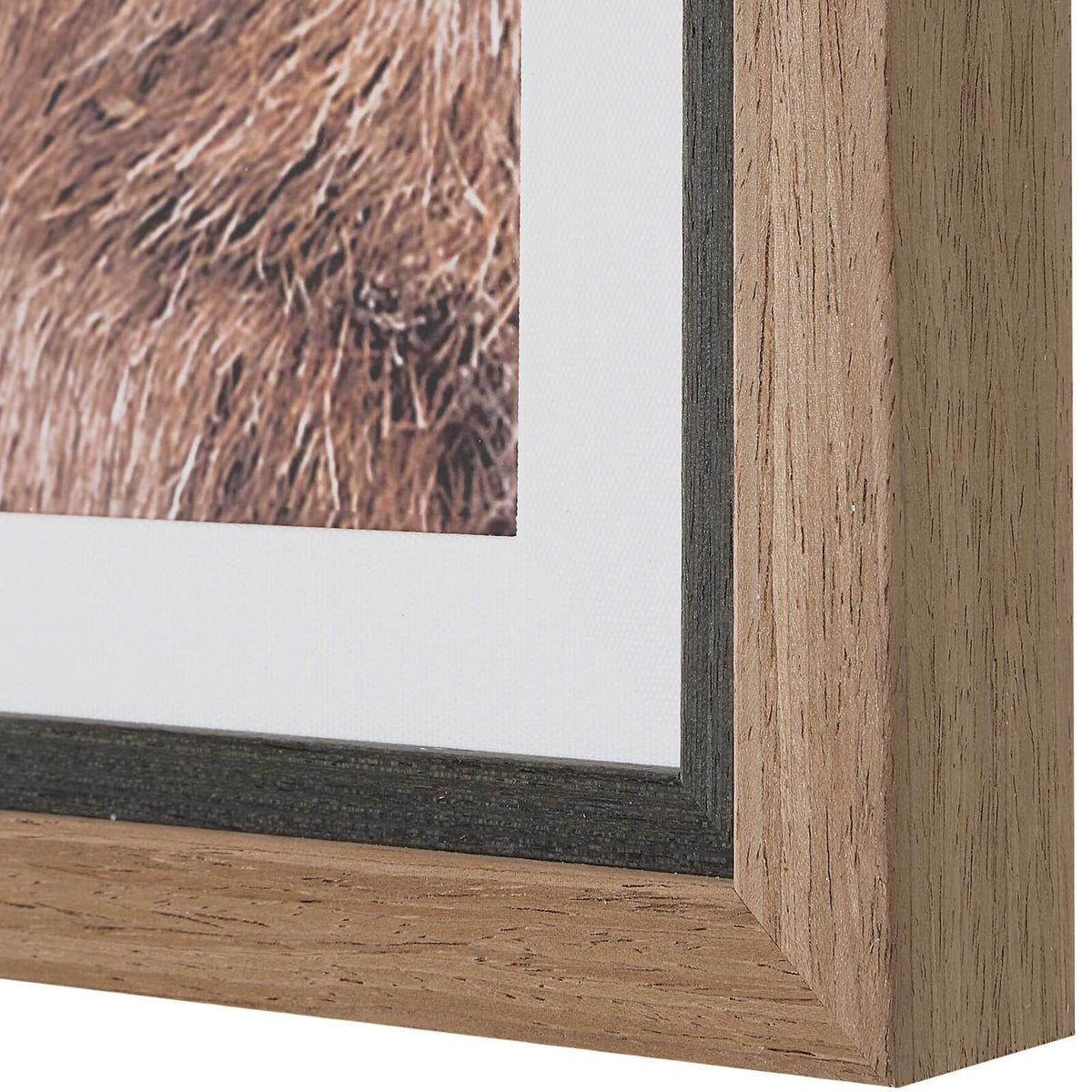 Big Horn Sheep Framed Print