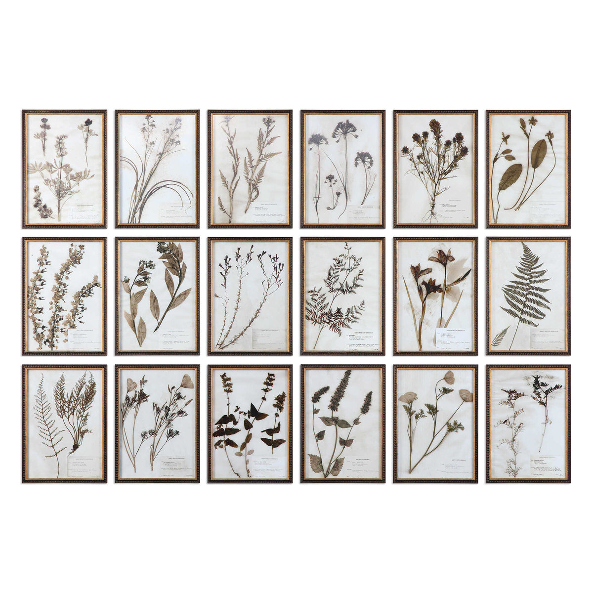 Botany Framed Prints, Set of 18