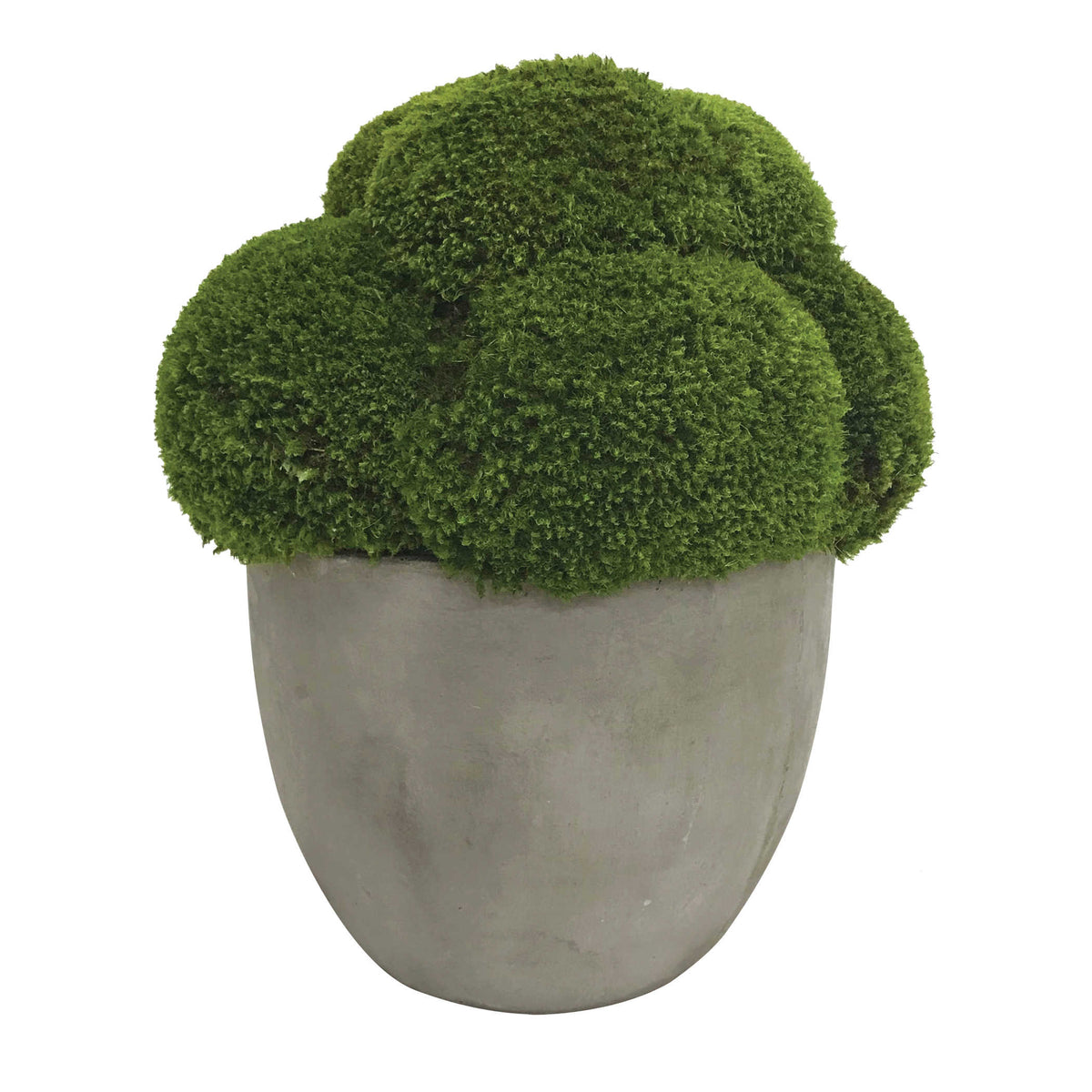 Cale Moss Accent Arrangement