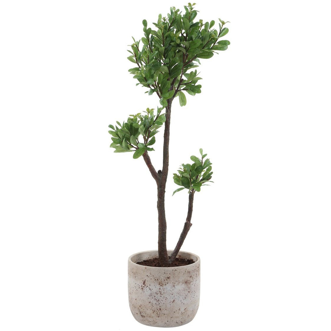 Arbor Strawberry Tree
