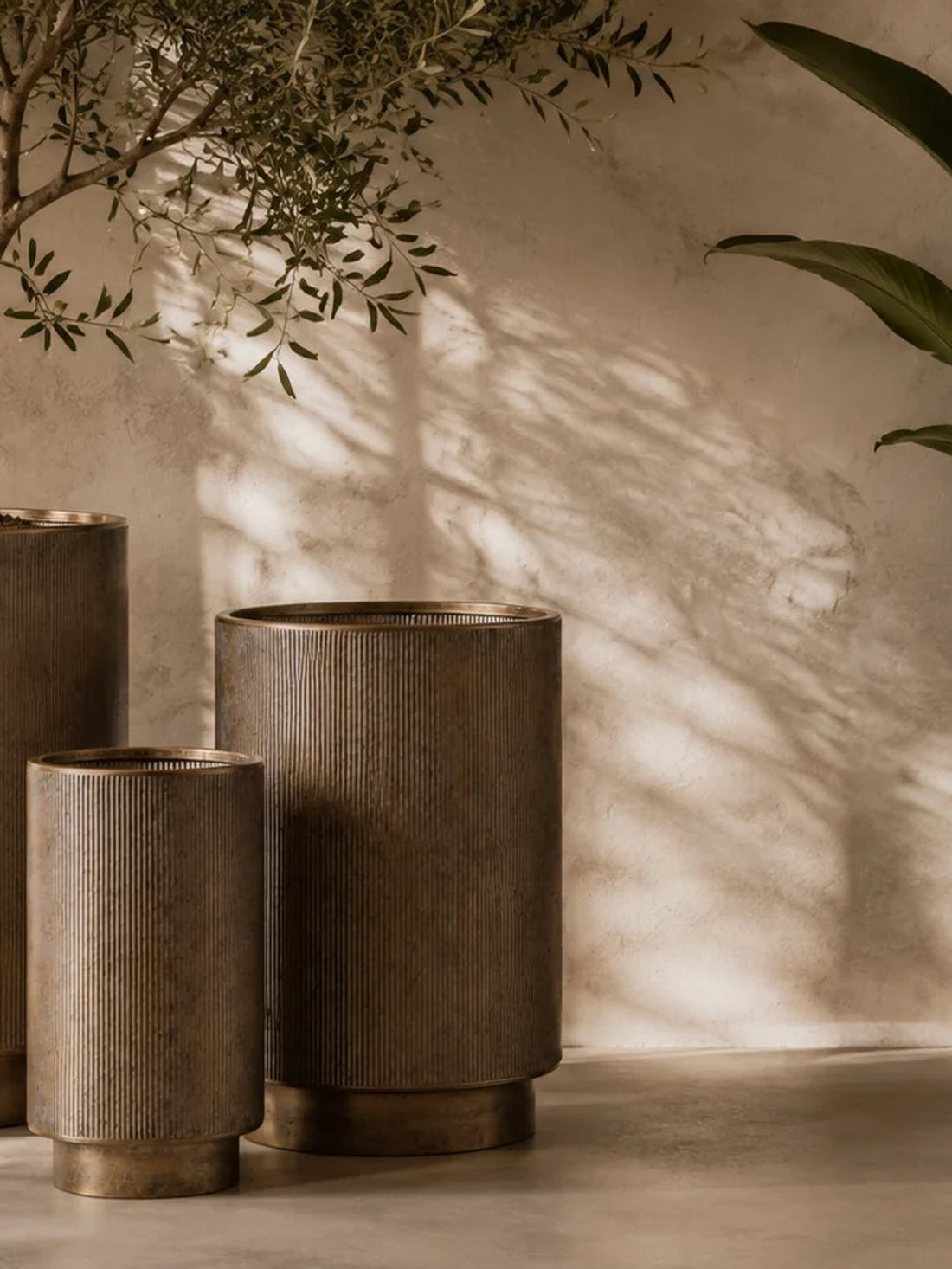 Ribbed antique-bronze planters with an olive tree and trailing greenery in a warm, sunlit interior