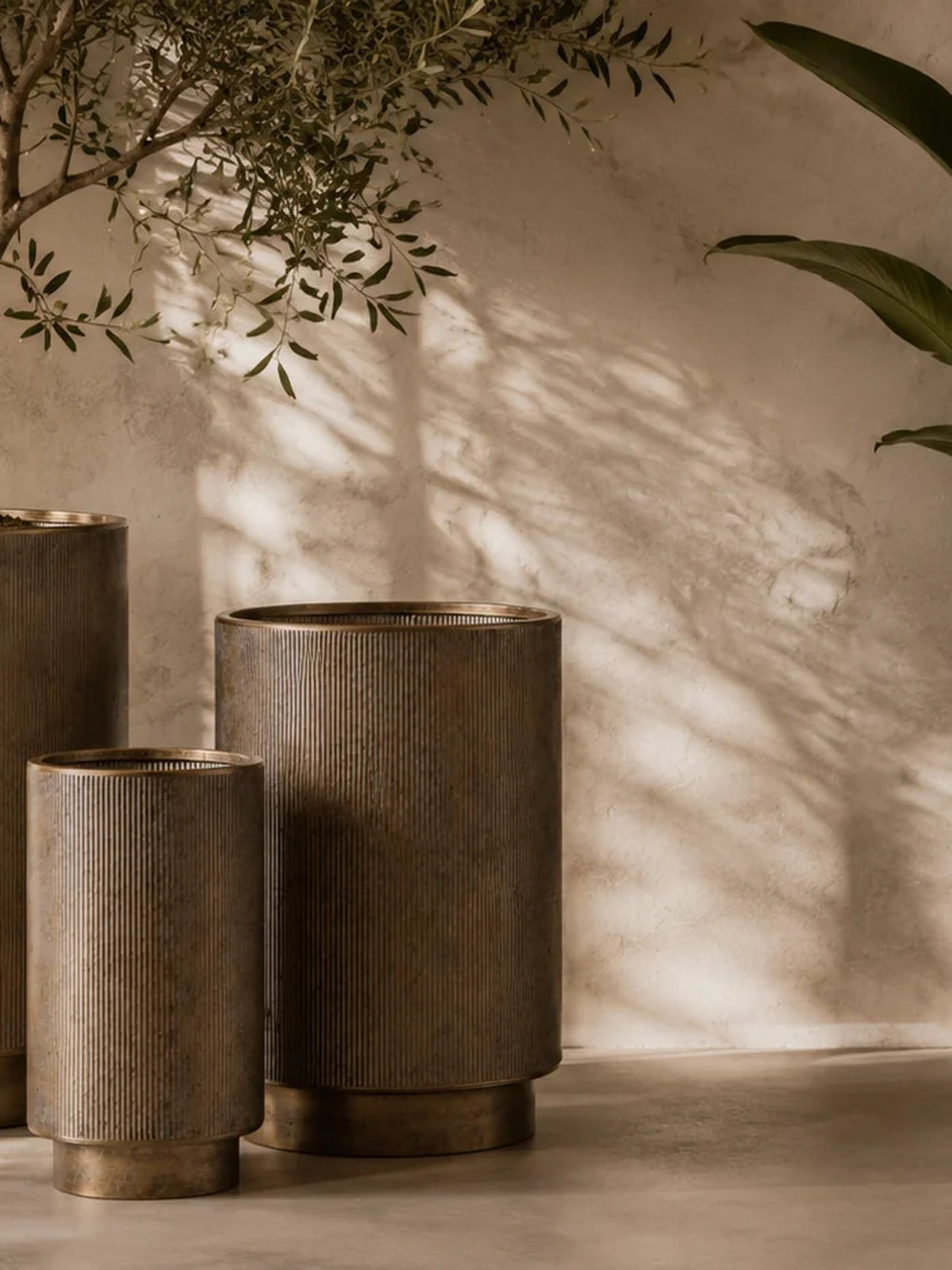 Ribbed antique-bronze planters with an olive tree and trailing greenery in a warm, sunlit interior