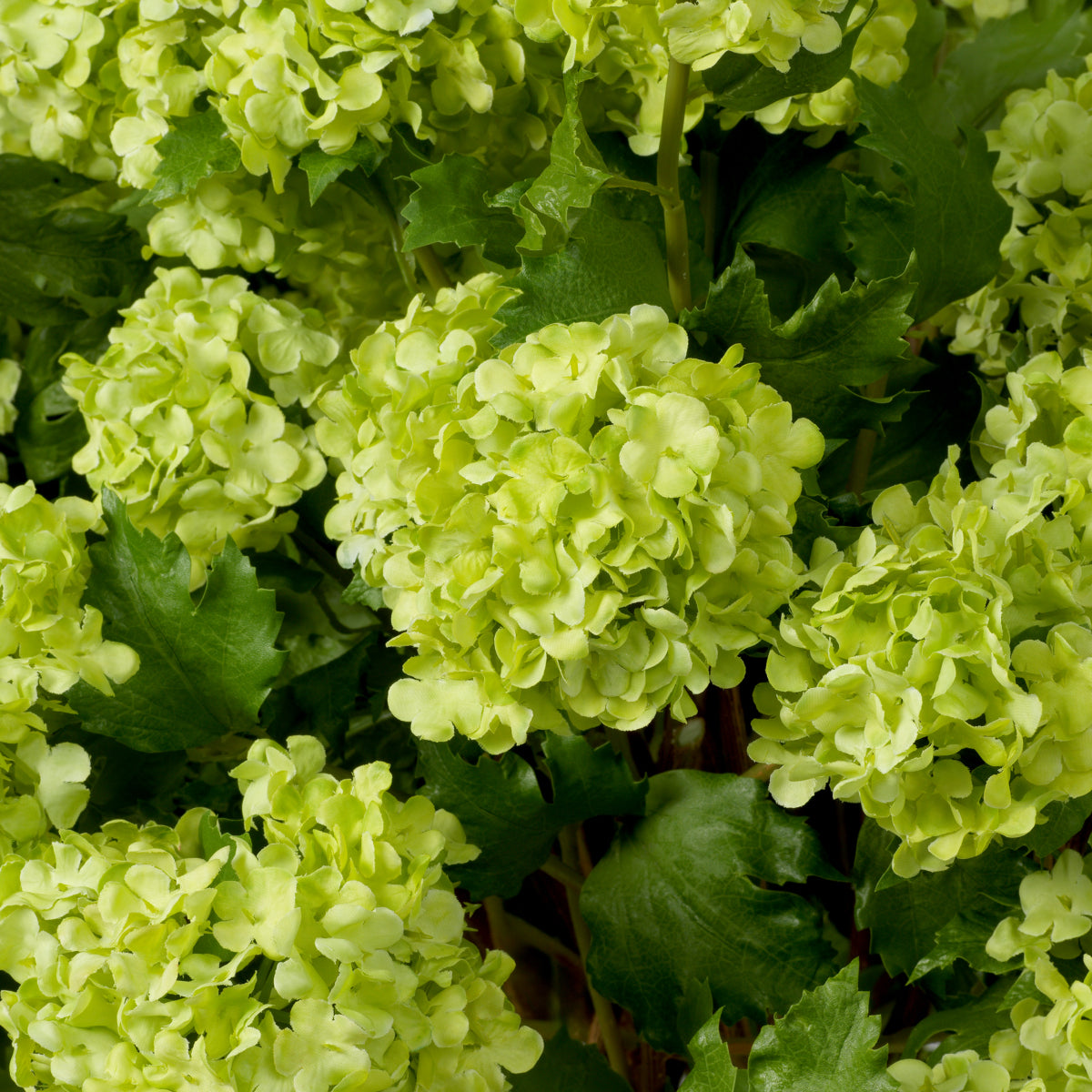 Hydrangeas Snowball Real Touch Bouquet – 36 Pieces