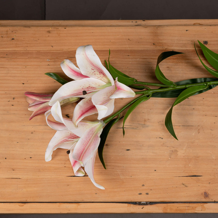Hill Interiors Stargazer Lily