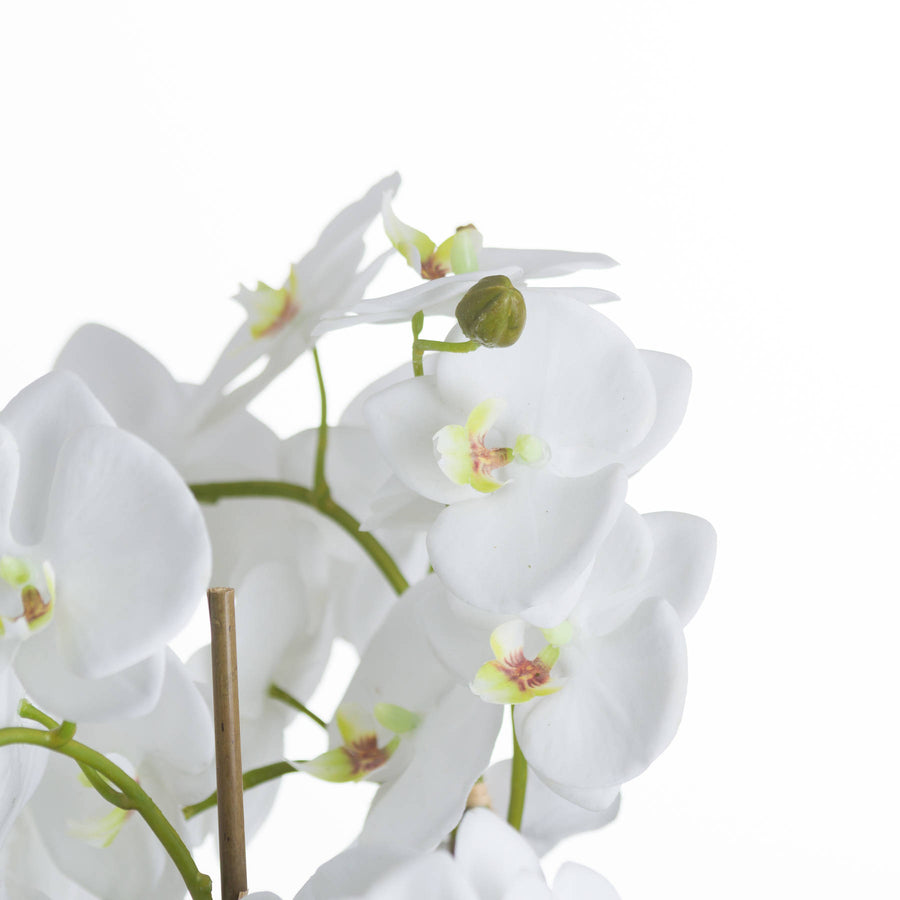 Hill Interiors Large White Orchid And Fern Garden In Rootball
