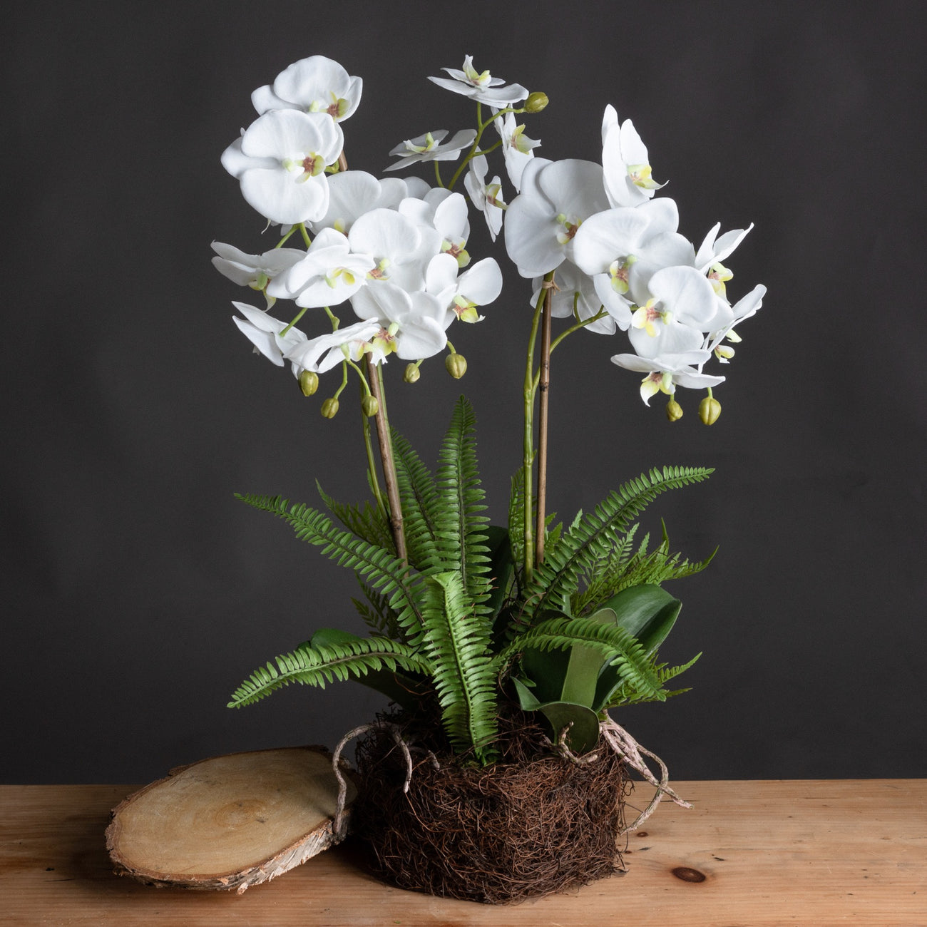 Hill Interiors Large White Orchid And Fern Garden In Rootball