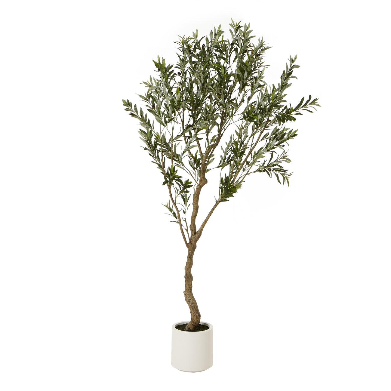 200cm faux olive tree in white pot
