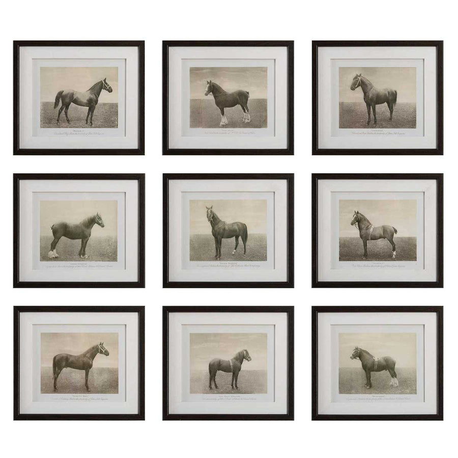 Equine Dynasty Framed Prints – Set of 9