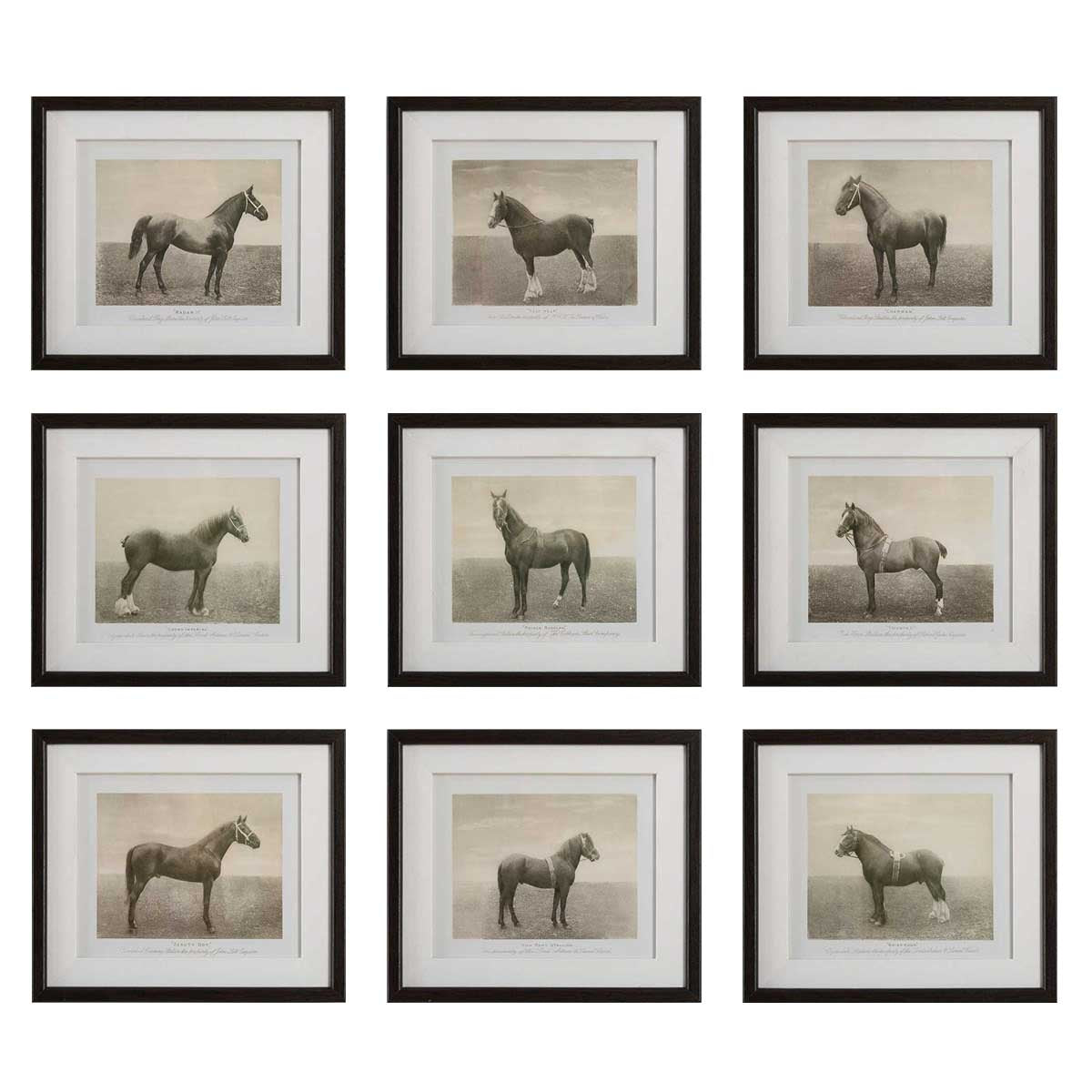 Equine Dynasty Framed Prints – Set of 9