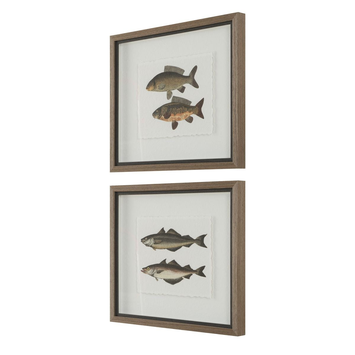 The Catch Framed Fish Prints – Set of 2