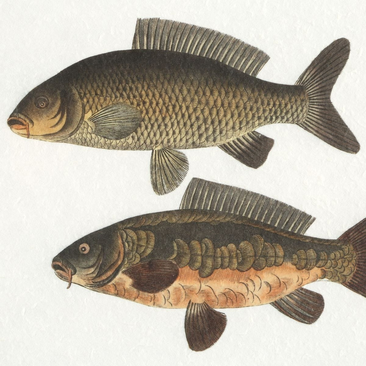 The Catch Framed Fish Prints – Set of 2