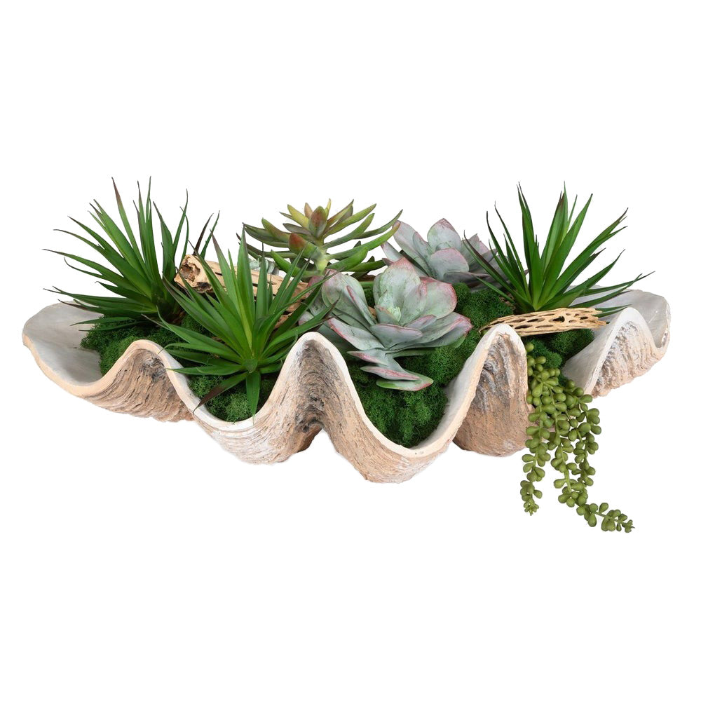 Seaside Breeze Succulents