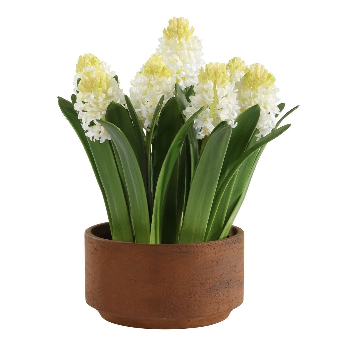 Sincerity Potted Hyacinth Plant