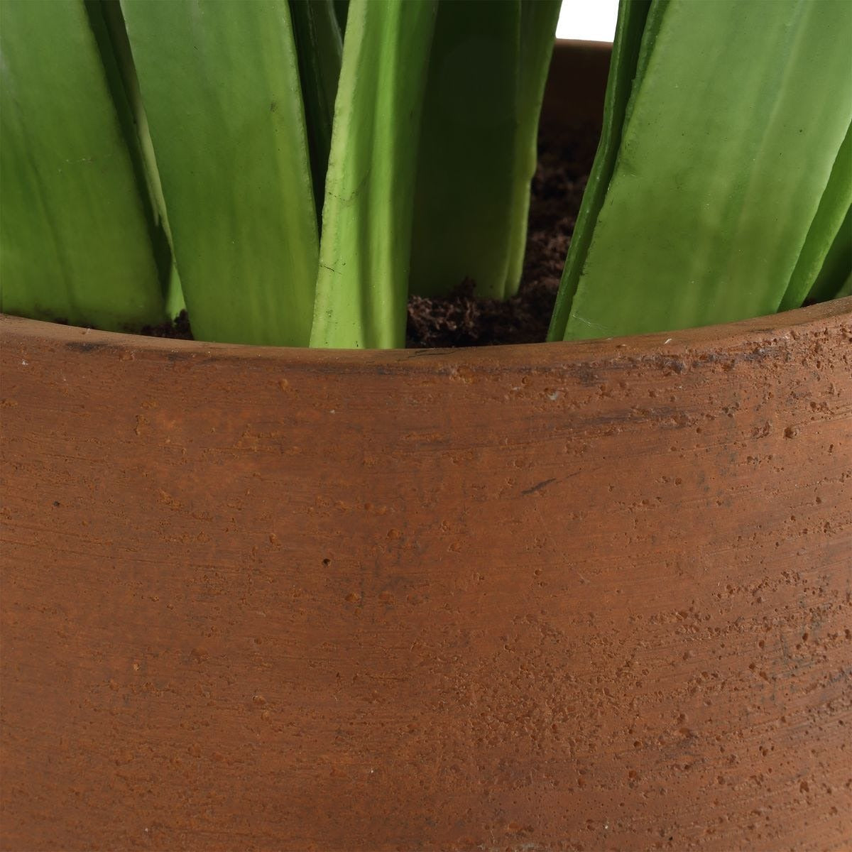 Sincerity Potted Hyacinth Plant
