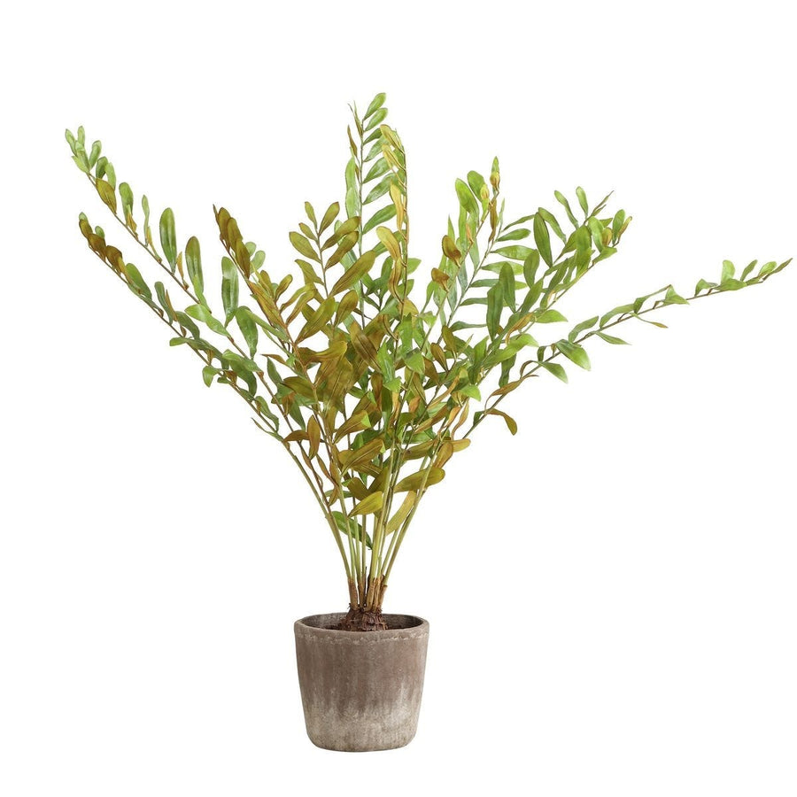 Zamia Palm Accent in Planter