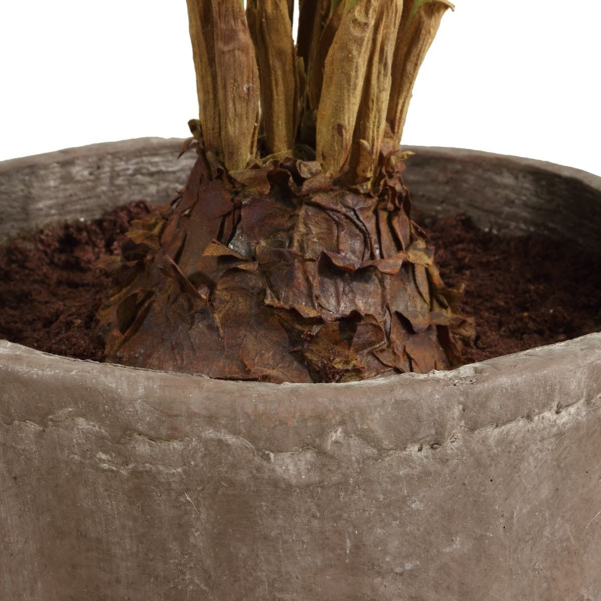Zamia Palm Accent in Planter