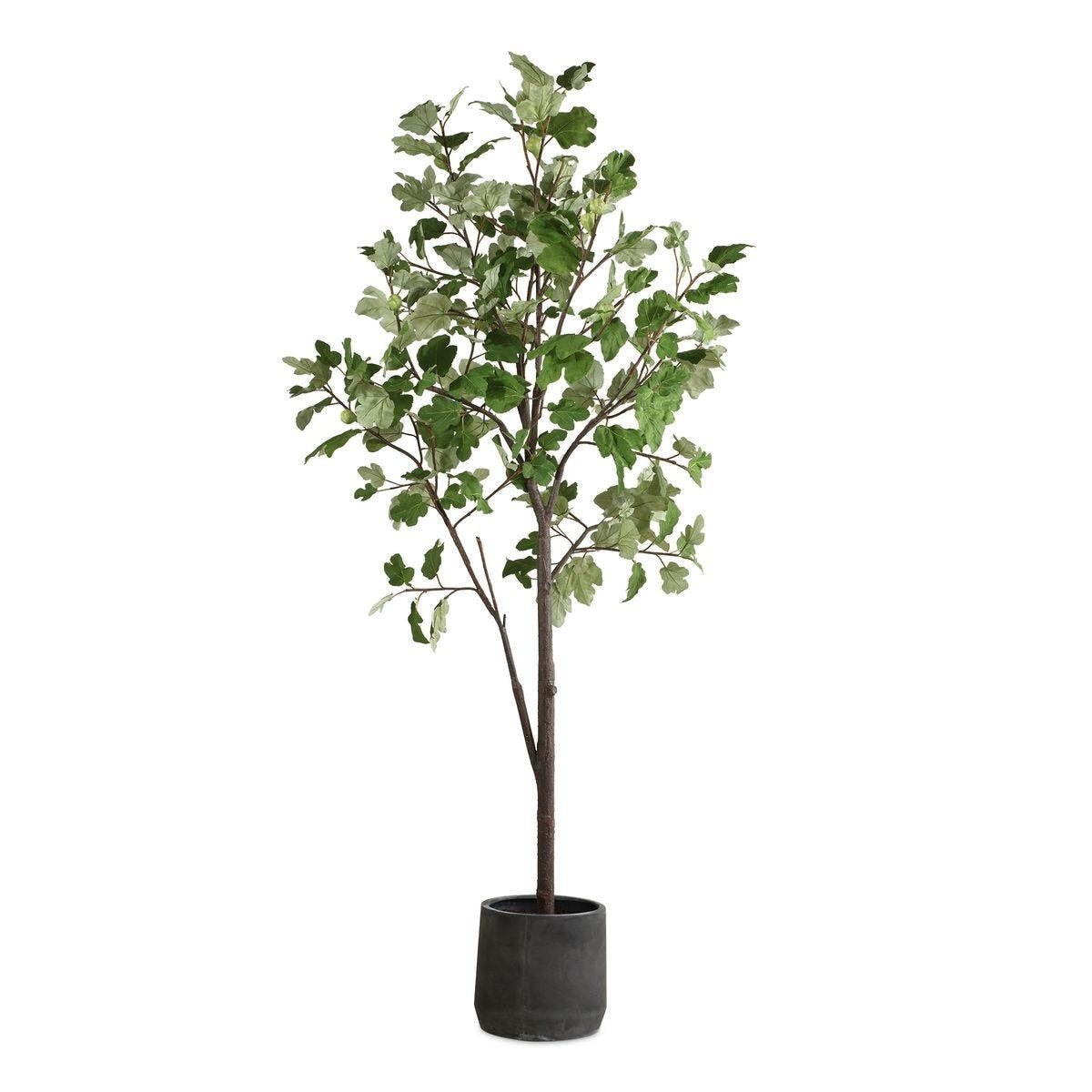 Eden Potted Fig Tree