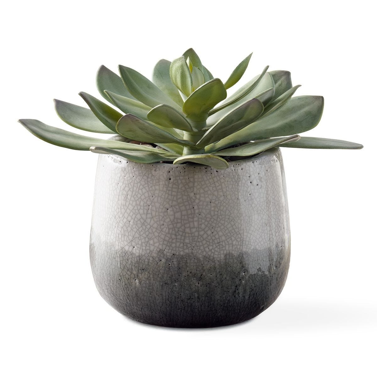 Dudleya Grey Outdoor Succulent