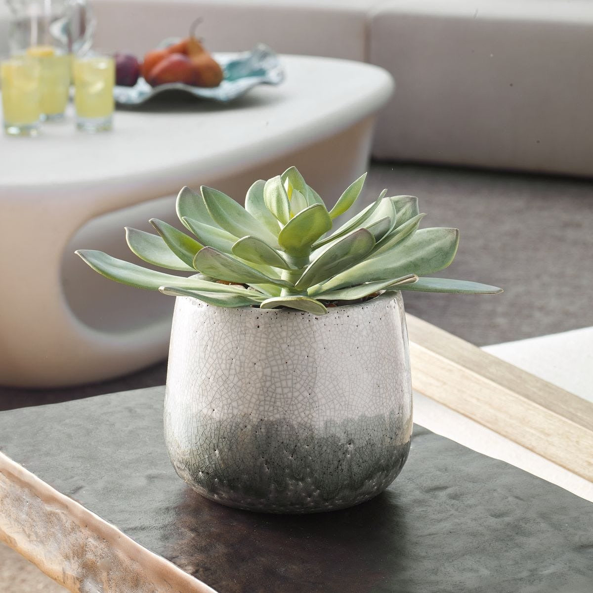 Dudleya Grey Outdoor Succulent