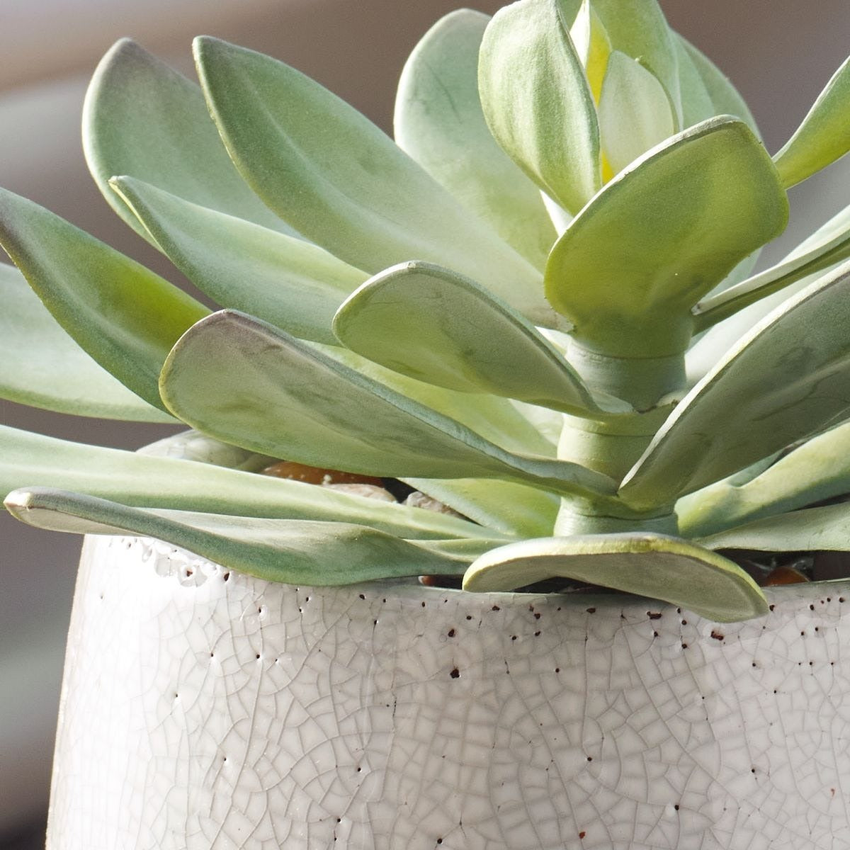 Dudleya Grey Outdoor Succulent