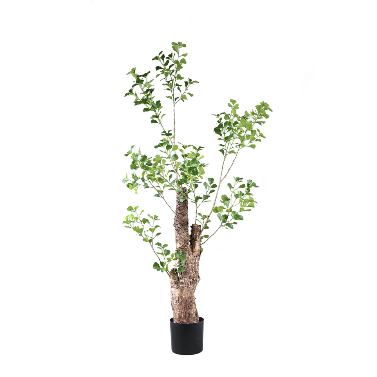 Faux triangularis tree in pot