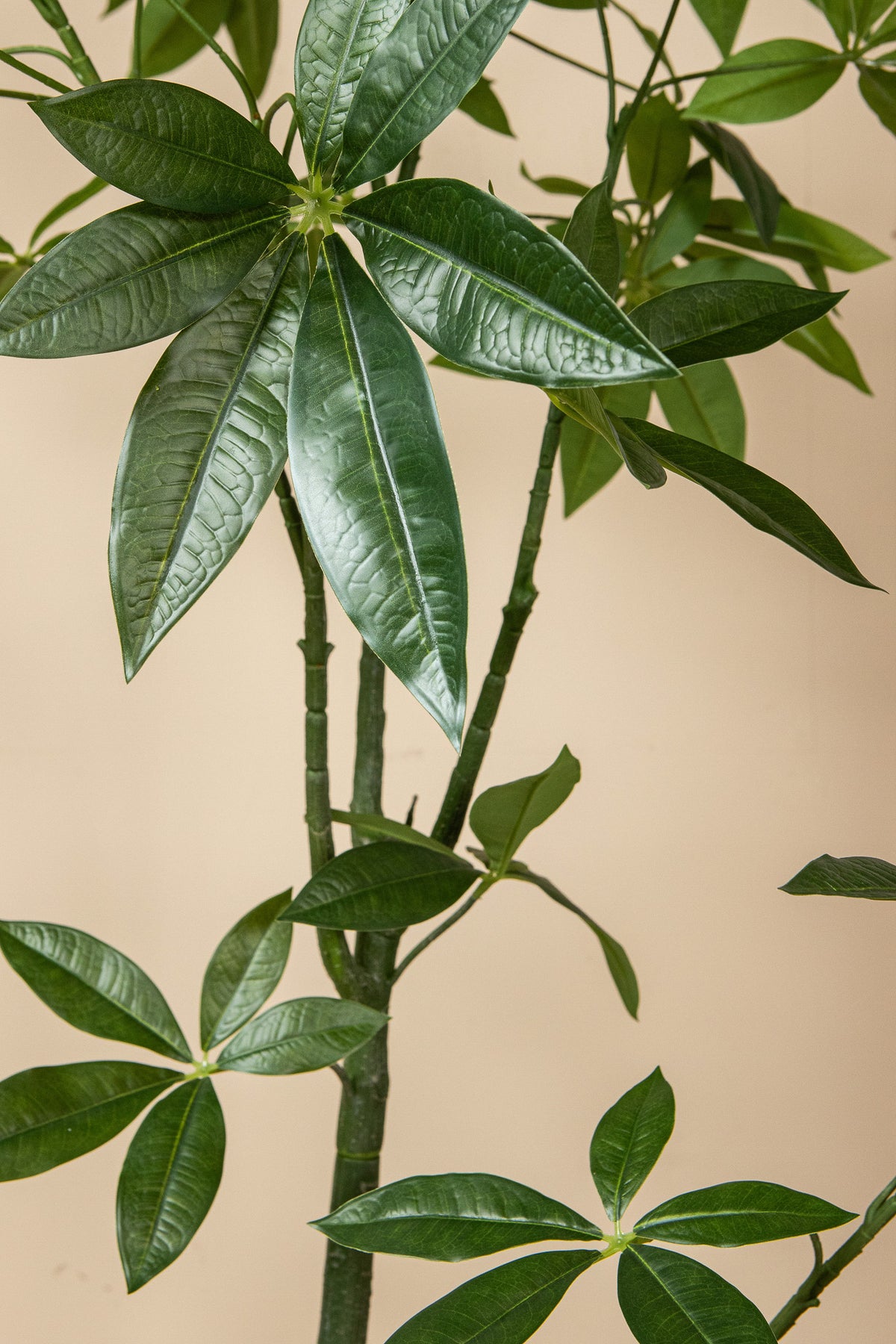 Faux pachira plant in weighted pot