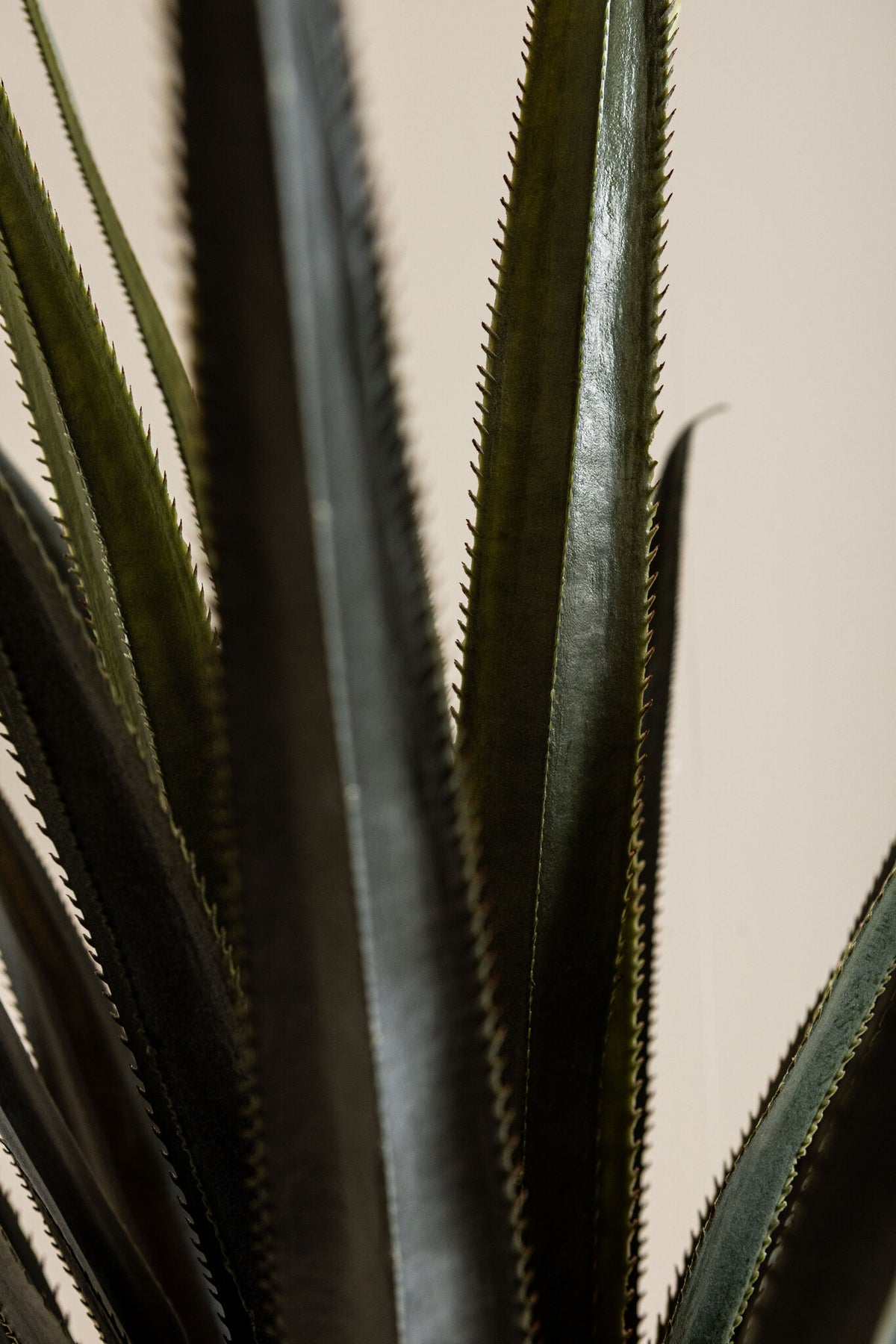 Leaves faux dark green plant