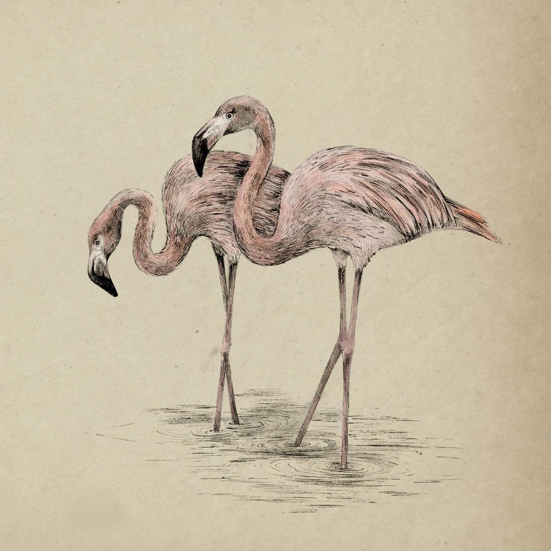 Polly and Paloma Plumes - Fine Art Print - Victoria Sanders