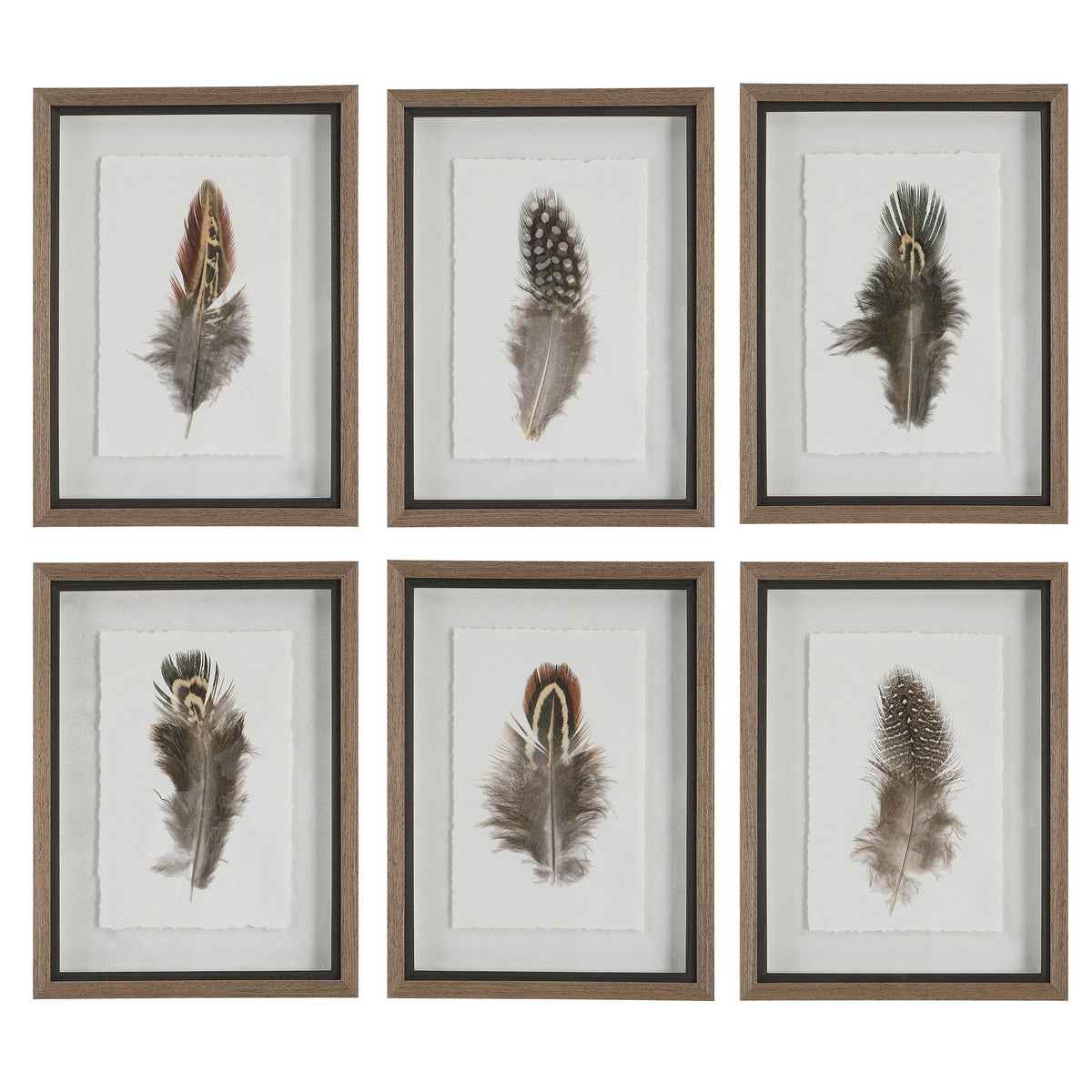 Birds Of A Feather Framed Prints, Set of 6