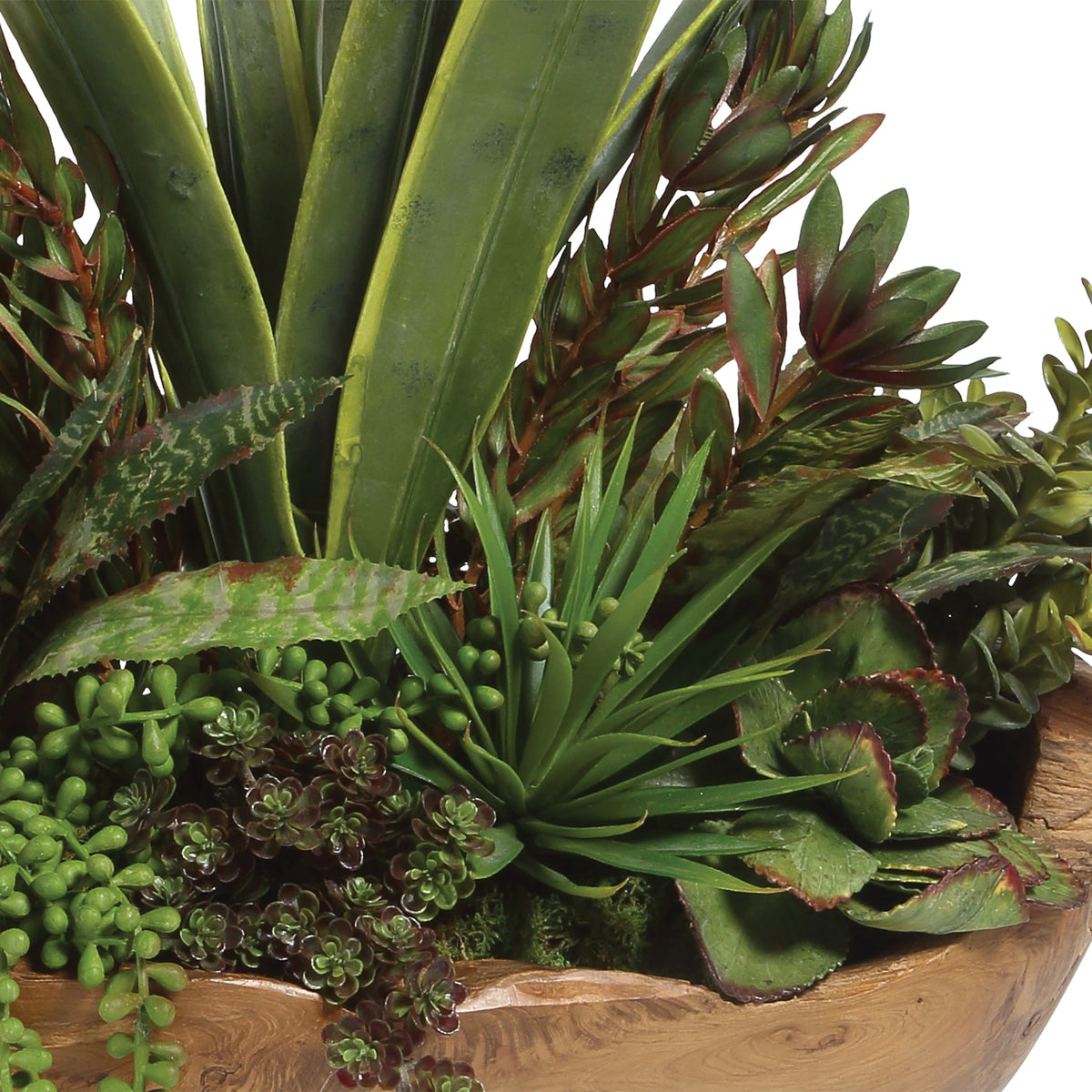 Salar Succulents in Teak Bowl