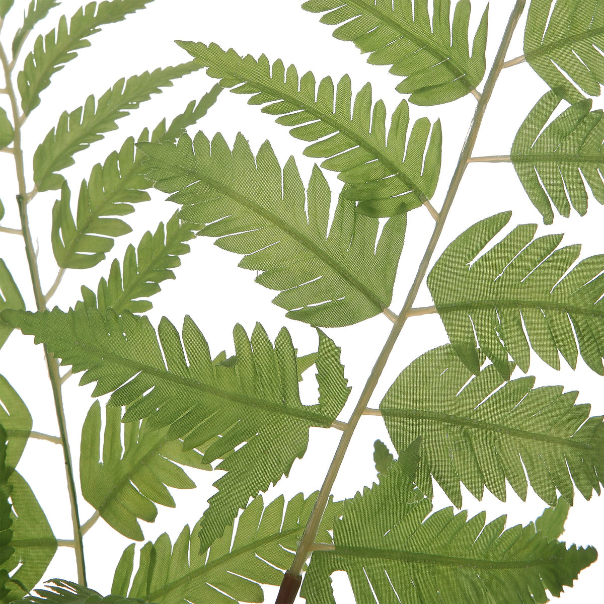 Country Ferns – Set of 2