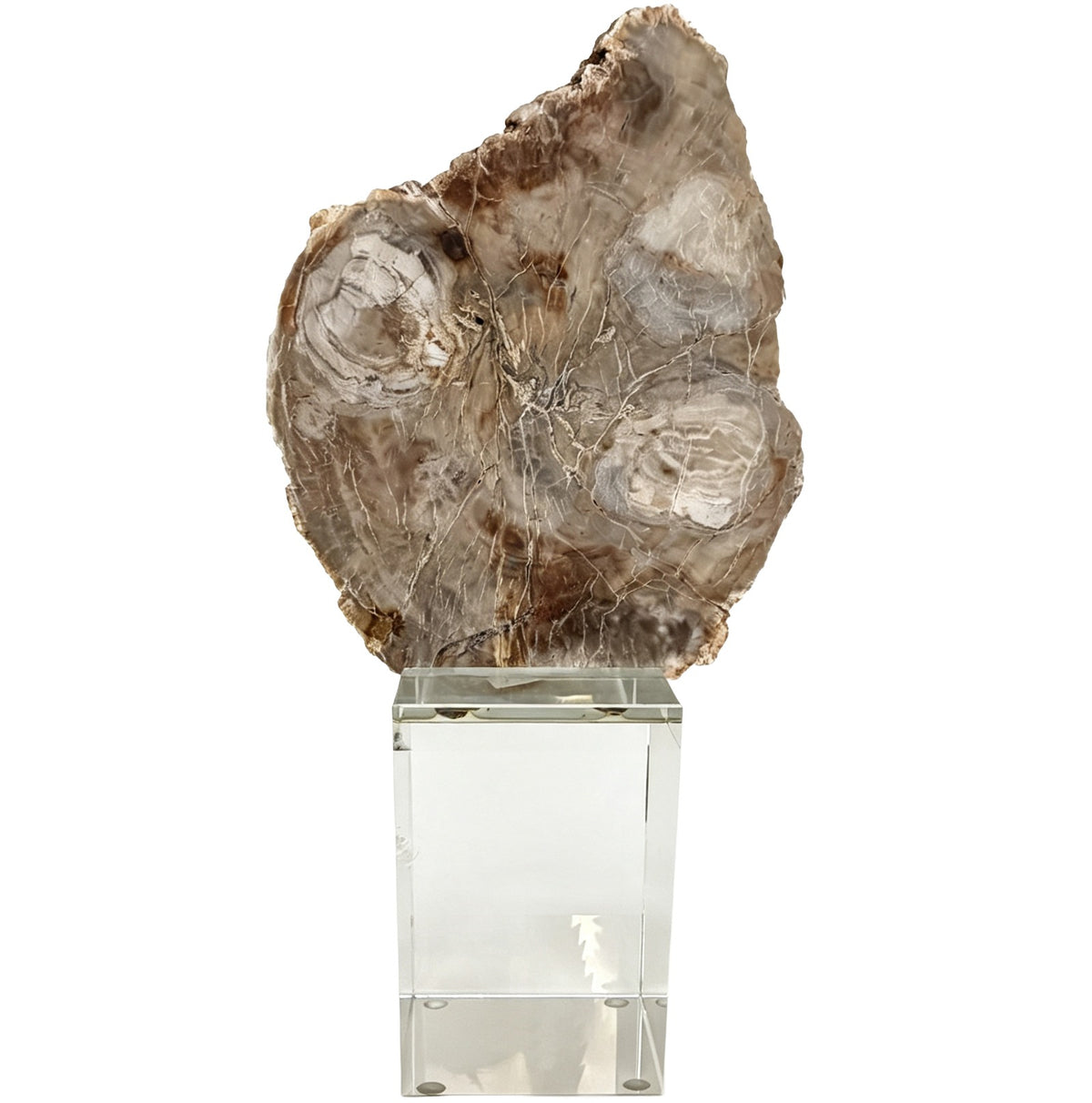 Bram Petrified Wood Sculpture – Medium