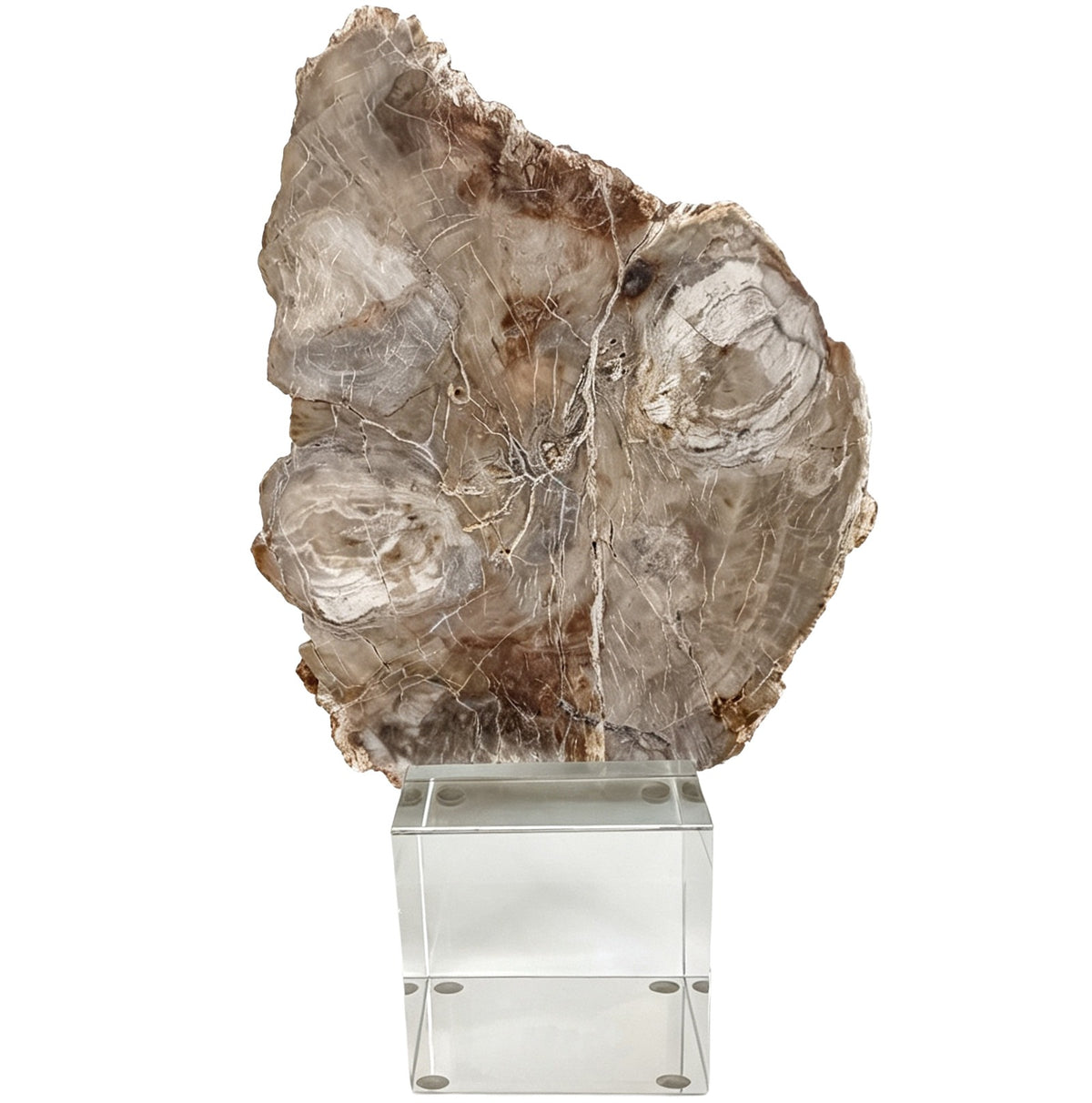Bram Petrified Wood Sculpture – Small