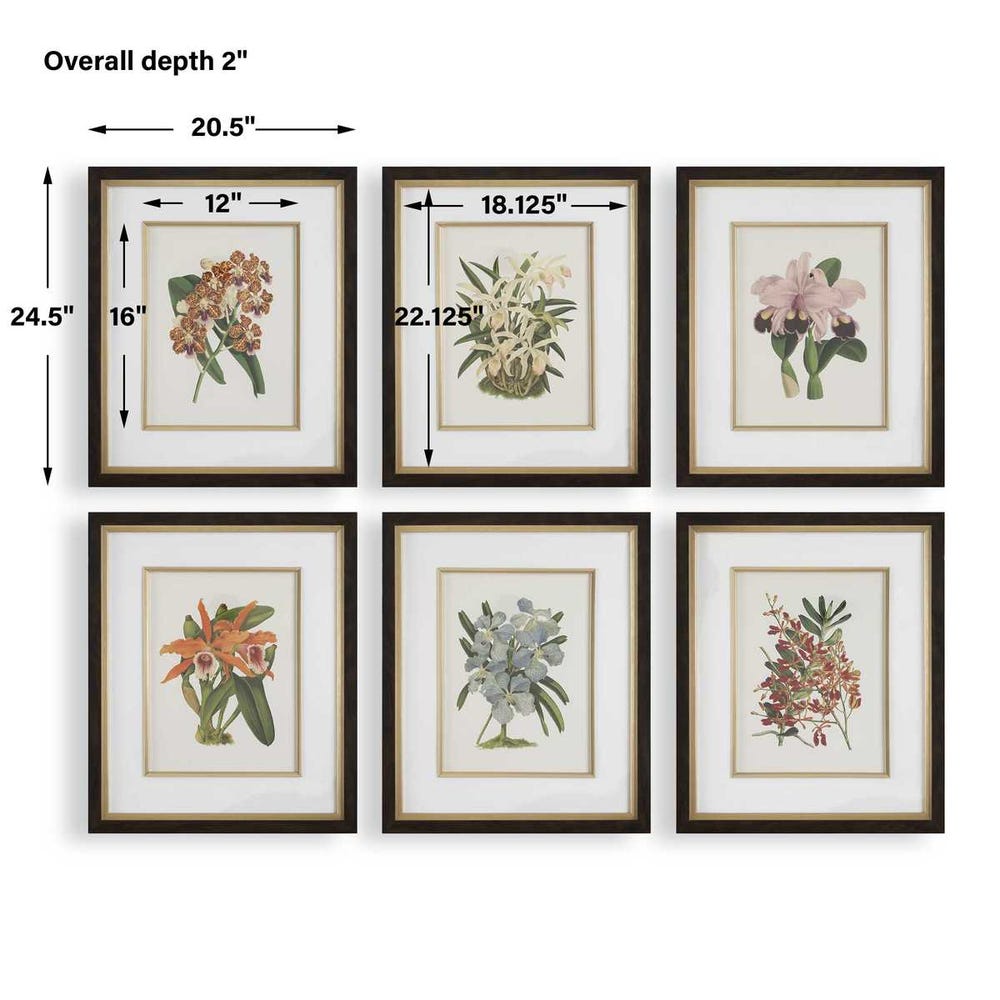 Orchid Botanical Framed Prints – Set of 6
