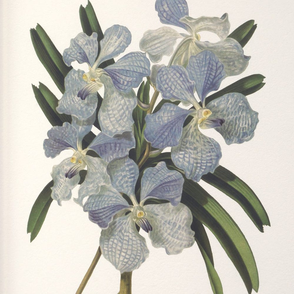 Orchid Botanical Framed Prints – Set of 6