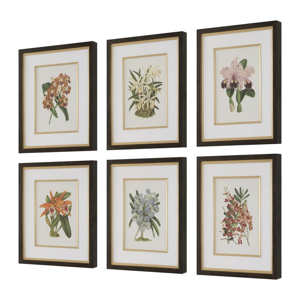 Orchid Botanical Framed Prints – Set of 6