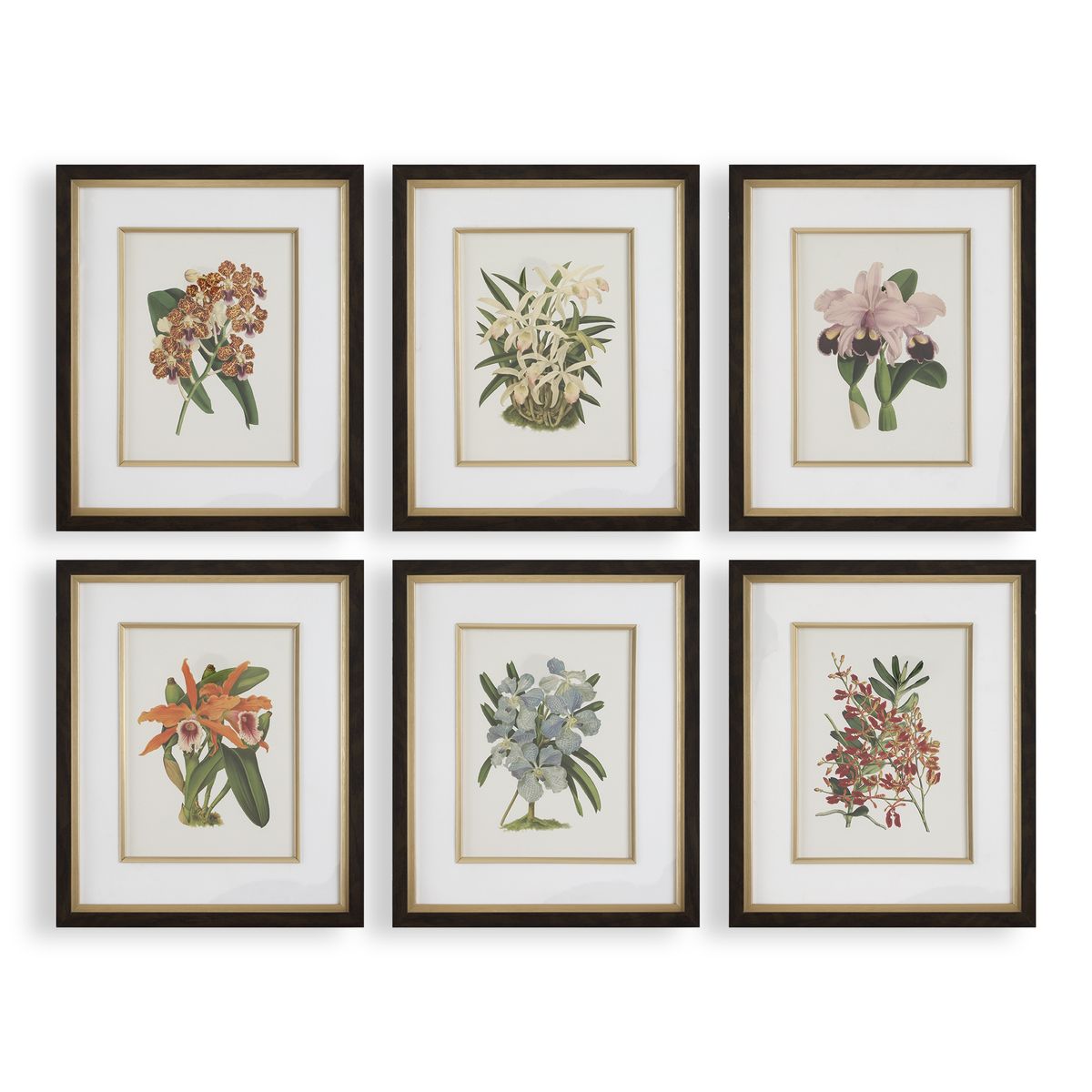 Orchid Botanical Framed Prints – Set of 6