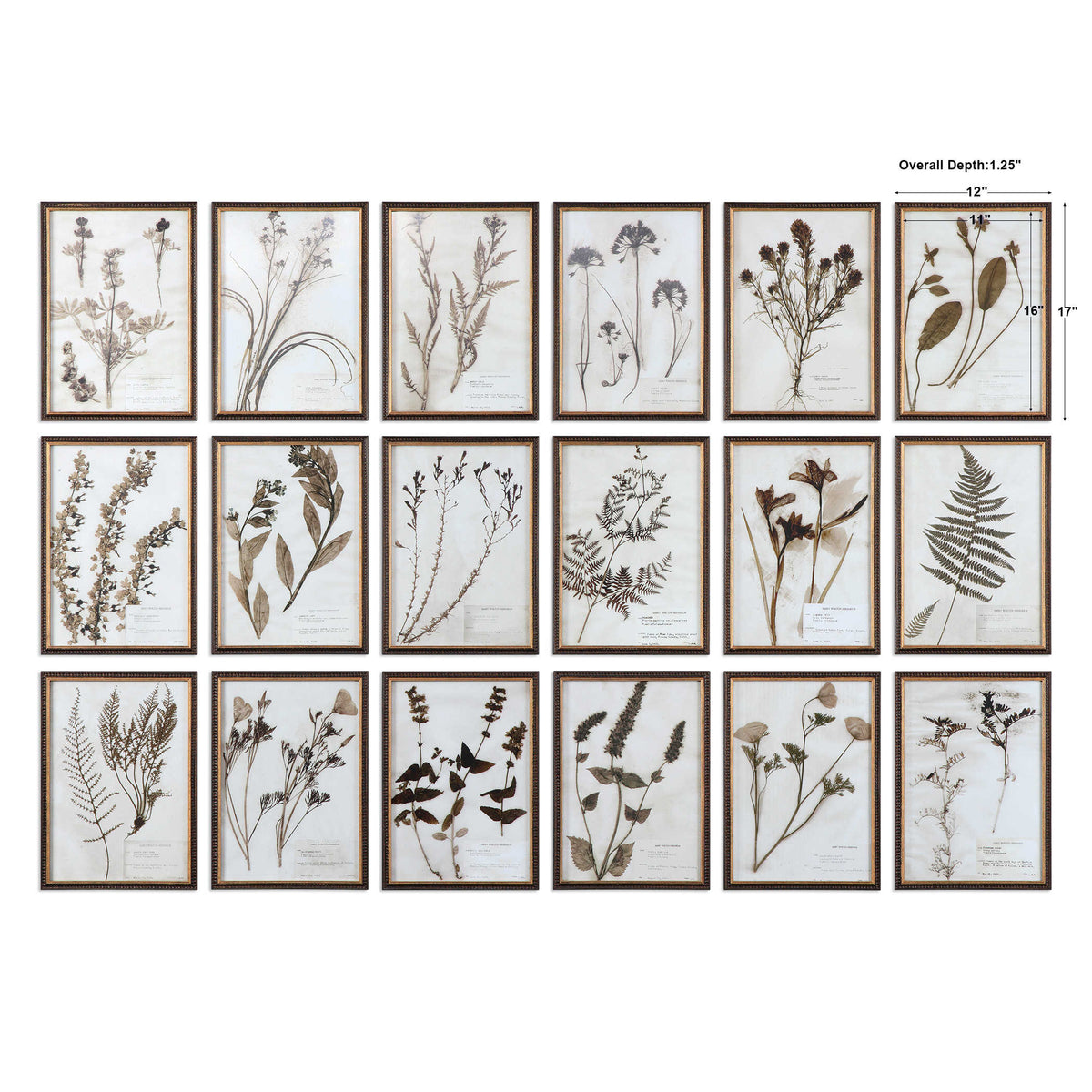 Botany Framed Prints, Set of 18