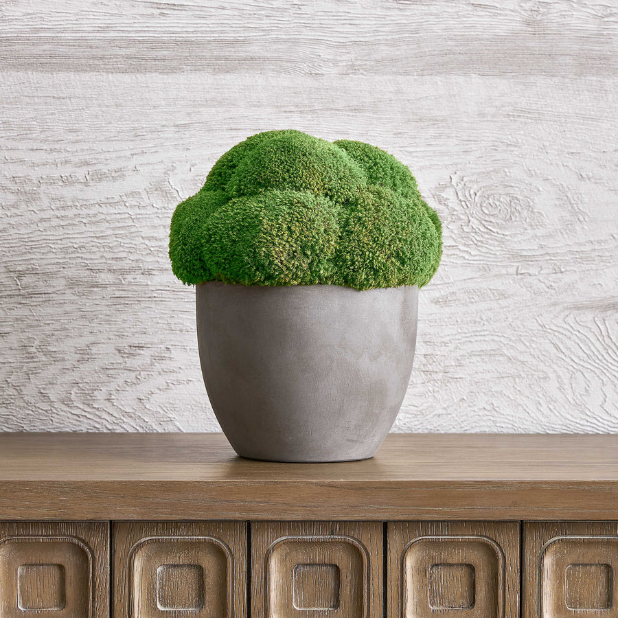 Cale Moss Accent Arrangement