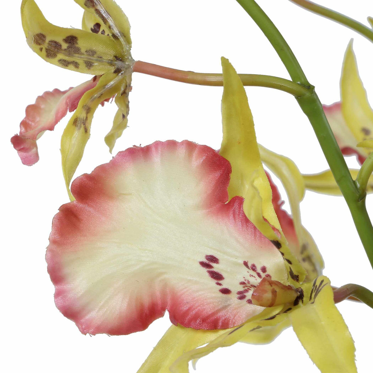 Spider Orchid In Glass Vase