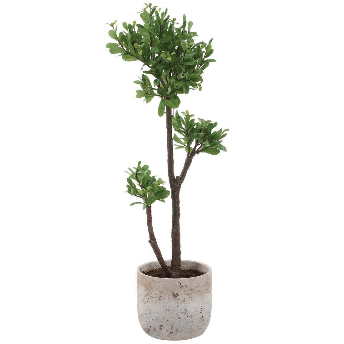 Arbor Strawberry Tree