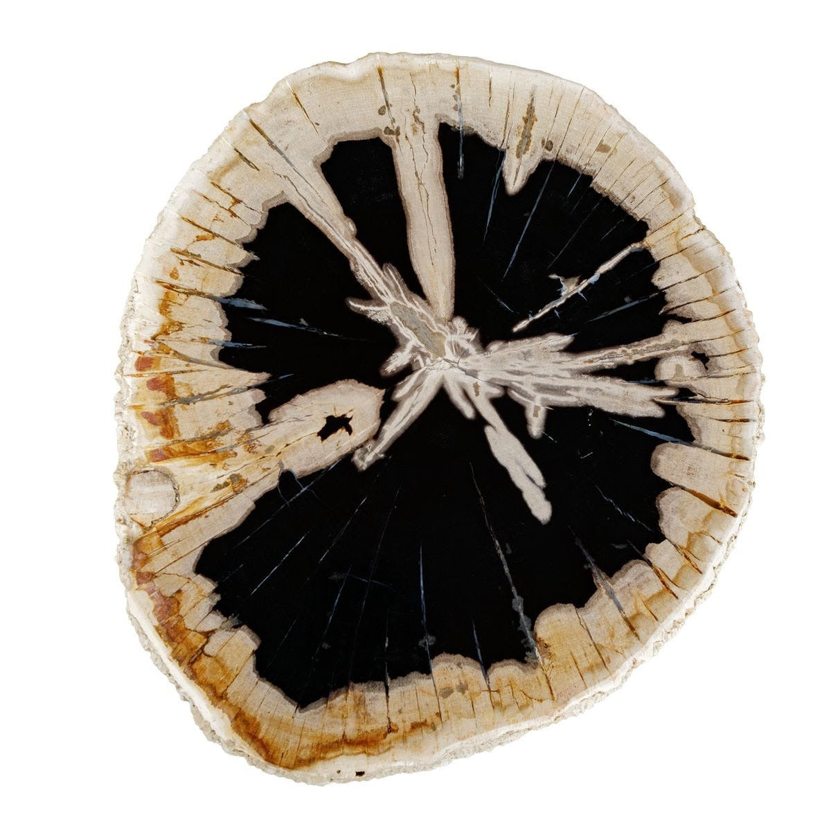 Arco Accent Table – Petrified Wood Top
